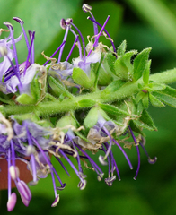 Veronica orchidea