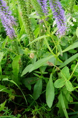 Veronica orchidea