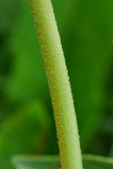 Veronica orchidea