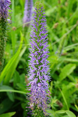 Veronica orchidea