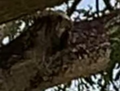 Yungipicus moluccensis