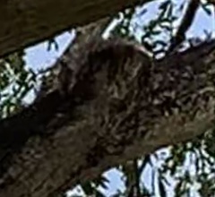 Yungipicus moluccensis