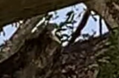 Yungipicus moluccensis