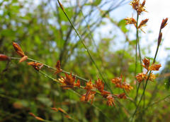 Platycaulos compressus