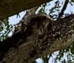 Yungipicus moluccensis