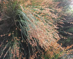 Platycaulos compressus