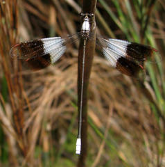 Platycaulos compressus