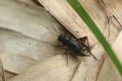 Polionemobius flavoantennalis