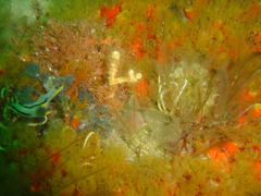 Polycera capensis