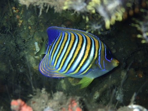 Regal Angelfish