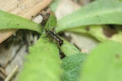 Polionemobius flavoantennalis