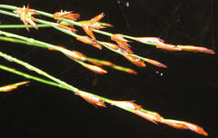 Platycaulos compressus