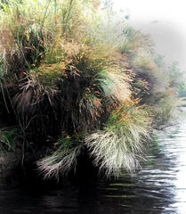 Platycaulos compressus