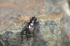 Polionemobius flavoantennalis