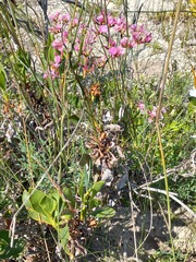 Limonium peregrinum