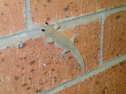 Gehyra australis