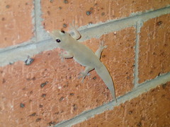 Gehyra australis