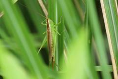 Conocephalus exemptus