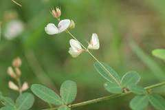 Lespedeza virgata