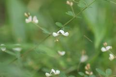 Lespedeza virgata