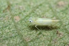 Alebrasca actinidiae