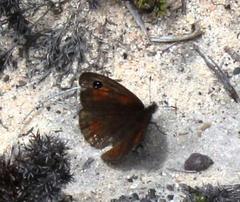 Pseudonympha trimenii trimenii