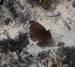 Pseudonympha trimenii trimenii