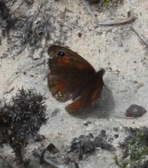 Pseudonympha trimenii trimenii