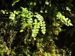 Asplenium trichomanes trichomanes