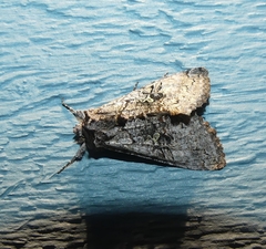 Syngrapha viridisigma