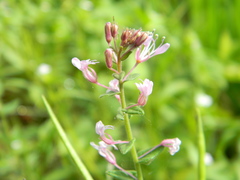 Cleome monophylla