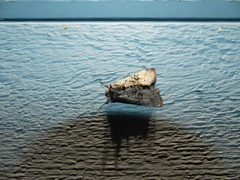 Syngrapha viridisigma