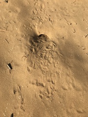 Phrynocephalus mystaceus