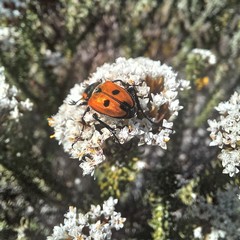 Campulipus limbatus