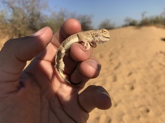 Phrynocephalus mystaceus