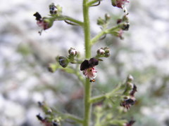 Scrophularia juratensis