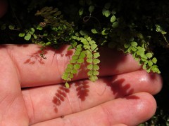 Asplenium trichomanes trichomanes