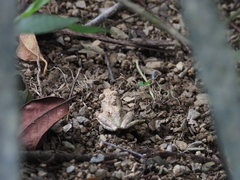 Kurixalus idiootocus