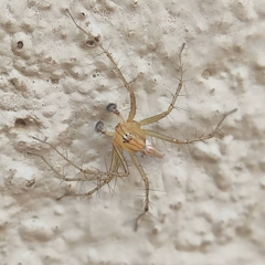 Oxyopes sunandae