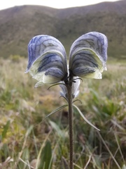 Aconitum biflorum