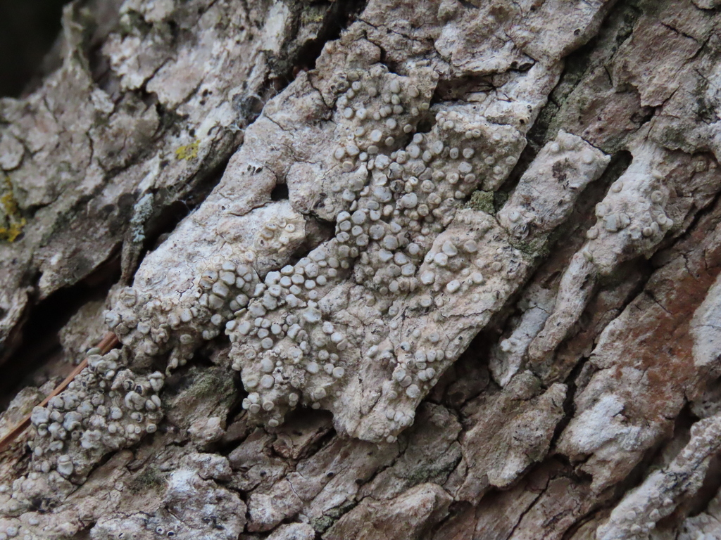 Dirina ceratoniae