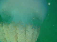 Rhizostomatidae