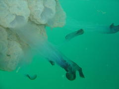 Rhizostomatidae
