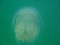 Rhizostomatidae