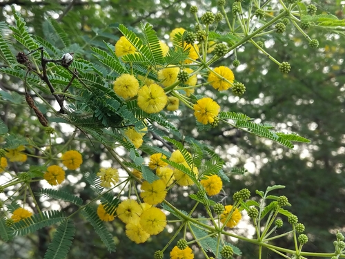 Egyptian acacia