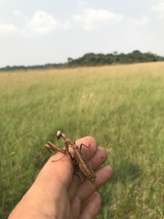 Paramantis