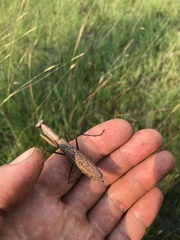 Paramantis