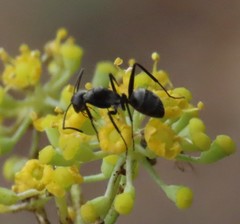 Camponotus micans
