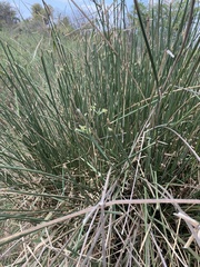 Cyperus textilis