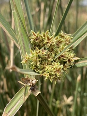 Cyperus textilis